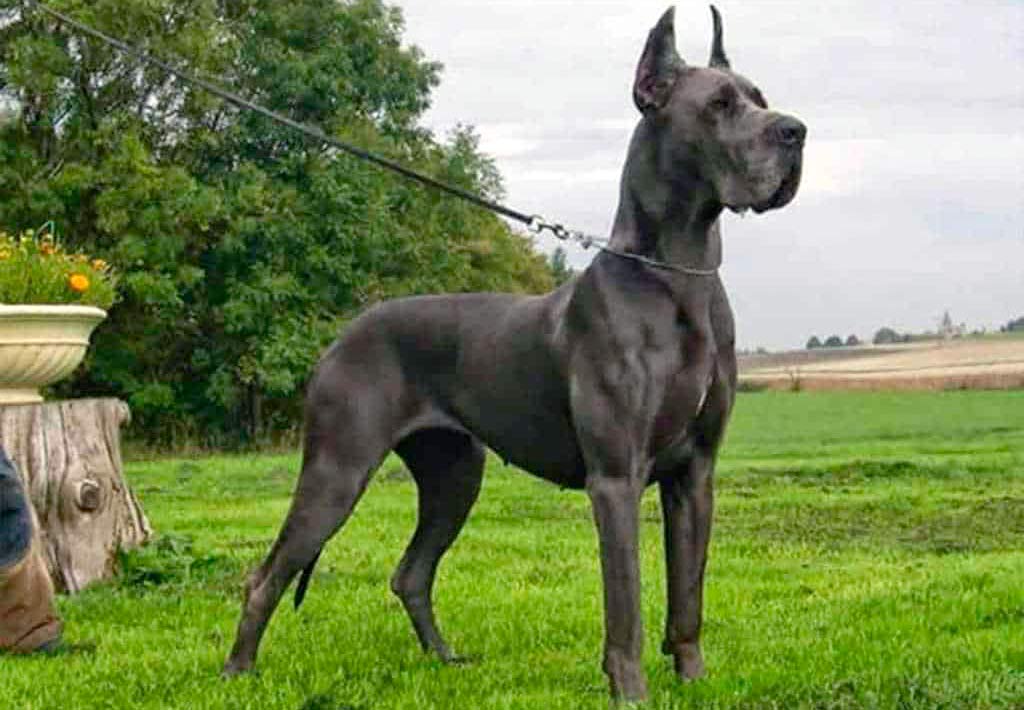 Creta Decremento segundo El Dogo Alemán o Gran Danés: Una raza conocida por su gran tamaño y  personalidad - Criadero Canino | Kennel Can | Girona